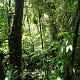 Guadalupa foresta